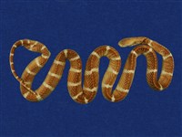 藏品(雨傘節)的圖片